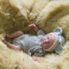 Onesie Grey Mouse 8-9 - Image 2